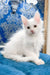 Fluffy white kitten from Fargo Maine Coon Kitten, ready to bring joy to your home