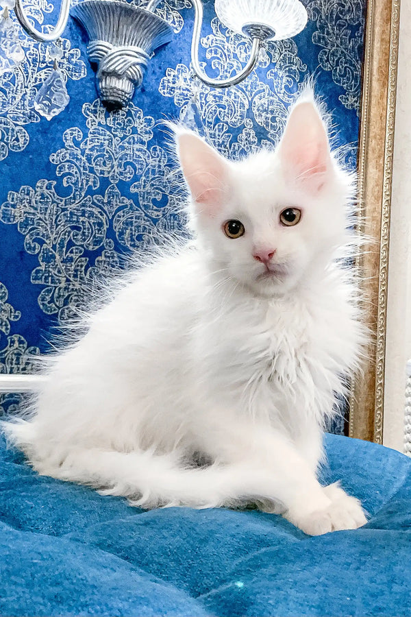 Fluffy white kitten from Fargo Maine Coon Kitten, ready to bring joy to your home