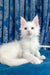 Fluffy white kitten from Fargo Maine Coon Kitten, perfect for cuddles and playtime