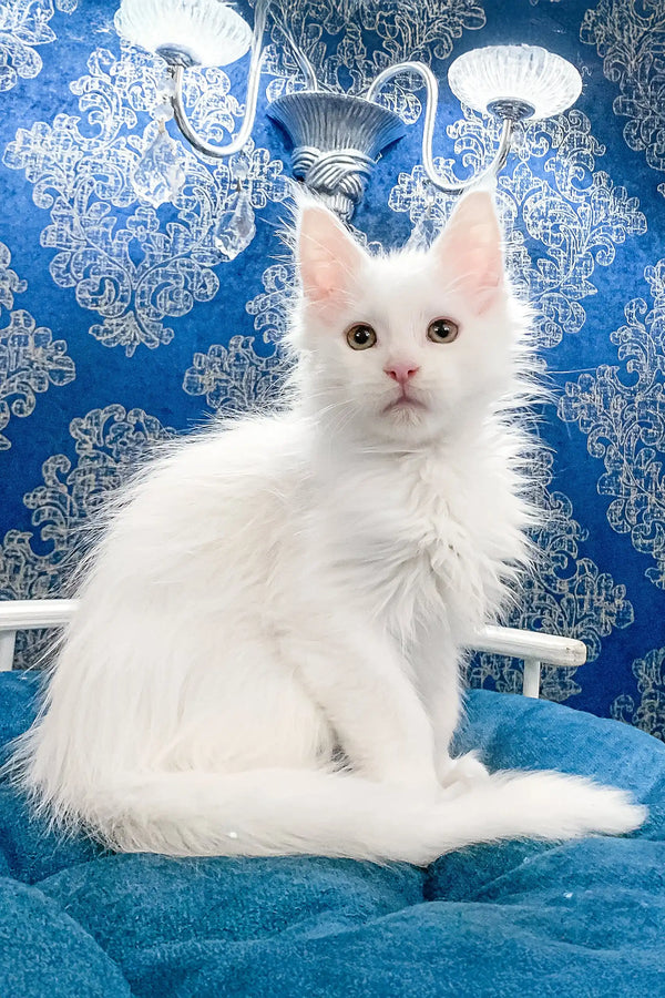 Fluffy white Maine Coon kitten named Fargo looking adorable and playful