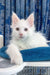 White Maine Coon kitten from the Fargo collection, super cute and fluffy