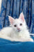 Adorable White Maine Coon kitten from the Fargo collection. Perfect for cat lovers!