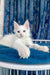 Adorable White Maine Coon kitten from Fargo | Maine Coon Kitten collection