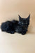 Black fluffy Maine Coon kitten with blue eyes from Farse Maine Coon Kittens