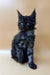 Black Maine Coon kitten with fluffy fur and ear tufts, perfect for Maine Coon lovers