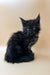 Black Maine Coon kitten with green eyes and fluffy fur for Farse Maine Coon Kittens