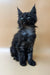 Cute Black Maine Coon kitten with ear tufts and fluffy fur from Farse Maine Coon Kittens