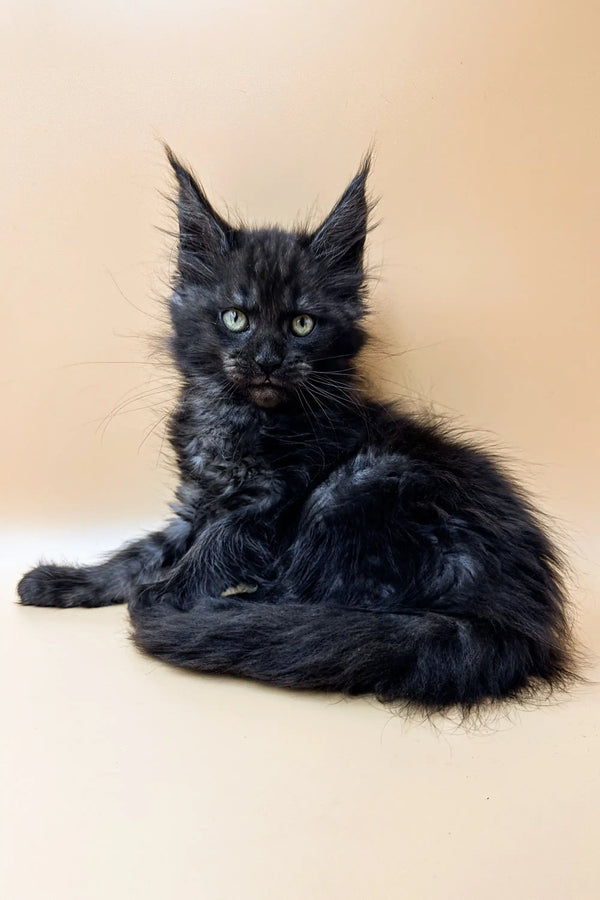 Adorable Black Maine Coon kitten with fluffy fur and ear tufts from Farse Maine Coon Kittens