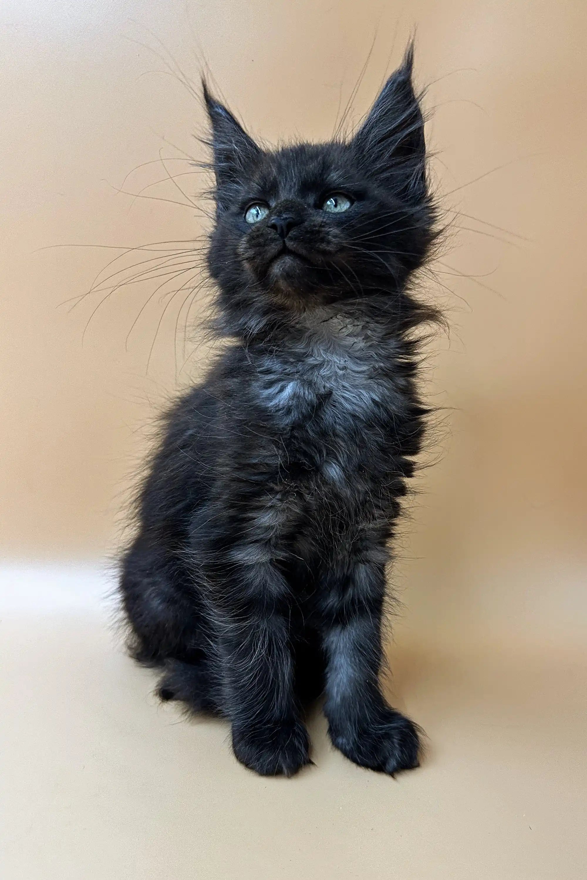 Maine Coon Kittens for Sale Farse | Kitten