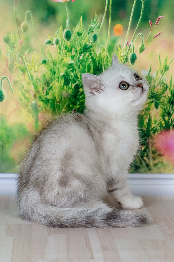 Fart | british shorthair kitten