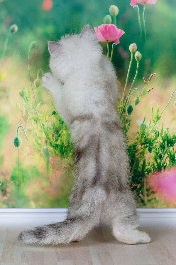 Fart | british shorthair kitten