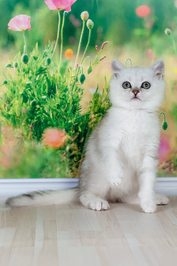Fart | british shorthair kitten