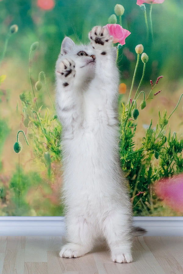 Fart | british shorthair kitten