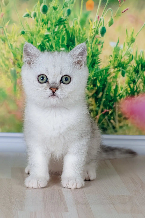 Fart | british shorthair kitten