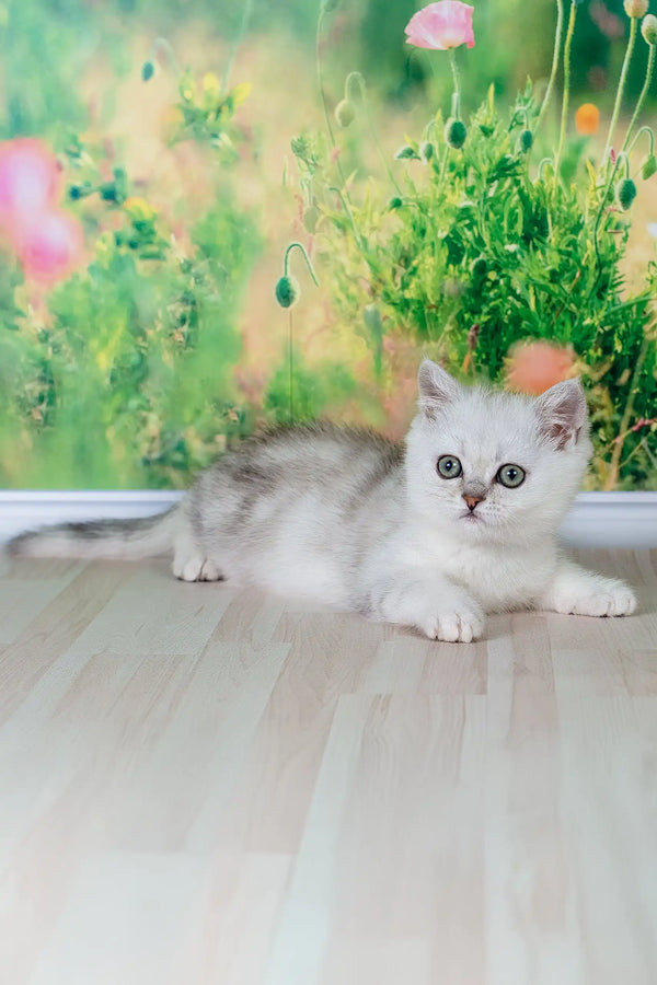 Fart | british shorthair kitten
