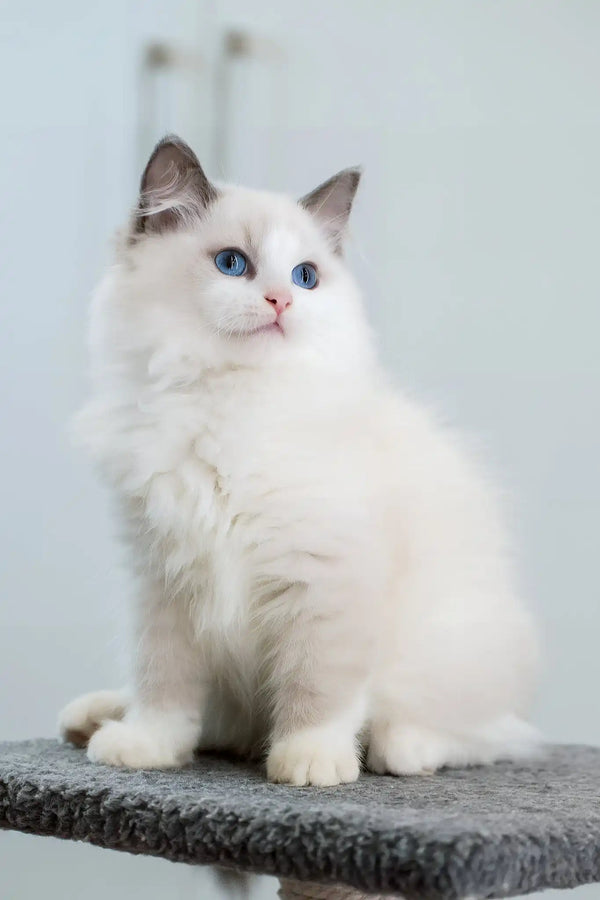Fart | ragdoll kitten