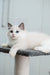 Fart | ragdoll kitten