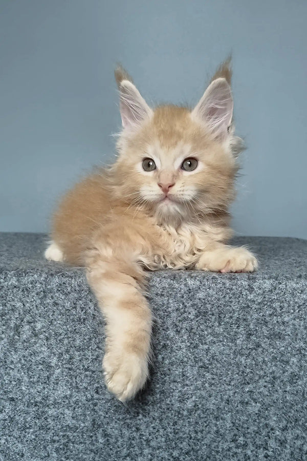 Cute ginger Maine Coon kitten from Faust Maine Coon Kitten product line