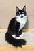 Black and white tuxedo cat with bright yellow eyes and fluffy tail in Faust | Maine Coon Kitten