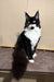 Black and white tuxedo cat with green eyes sitting upright, featuring Faust Maine Coon Kitten