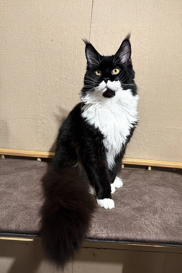 Black and white tuxedo cat with green eyes sitting upright, featuring Faust Maine Coon Kitten