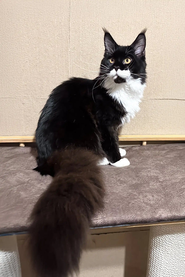 Cute black and white tuxedo cat with yellow eyes and fluffy tail for Faust Maine Coon Kitten