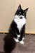 Black and white tuxedo cat with yellow eyes sitting upright for Faust Maine Coon Kitten