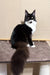 Black and white tuxedo cat with bright eyes sitting upright, featured in Faust Maine Coon Kitten