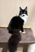 Black and white tuxedo cat with green eyes sitting upright for Faust Maine Coon Kitten