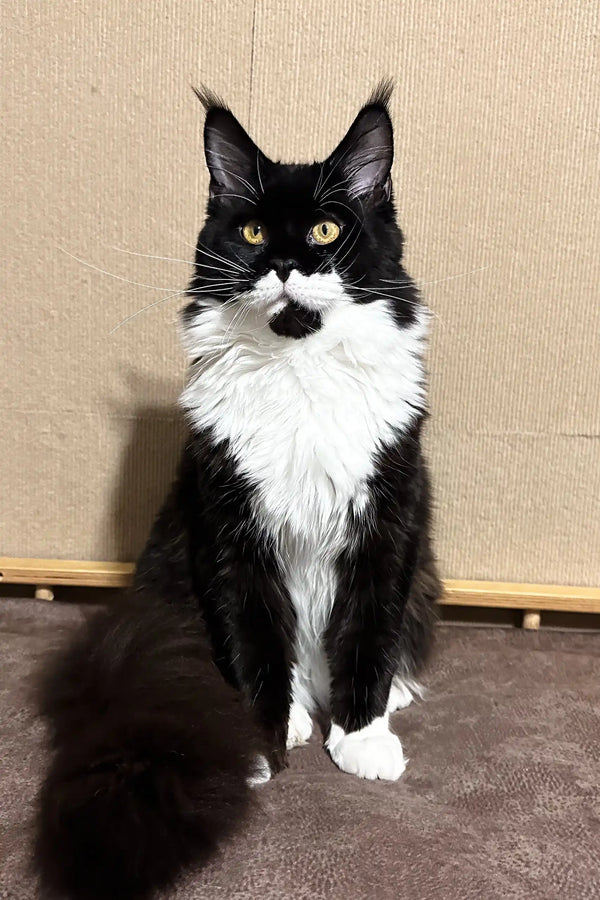 Cute black and white tuxedo cat with yellow eyes in Faust Maine Coon Kitten product