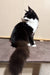 Fluffy black and white tuxedo cat sitting upright, perfect for Faust Maine Coon Kitten