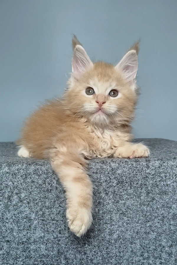 Cute ginger kitten from Faust Maine Coon Kitten, ready to steal your heart!