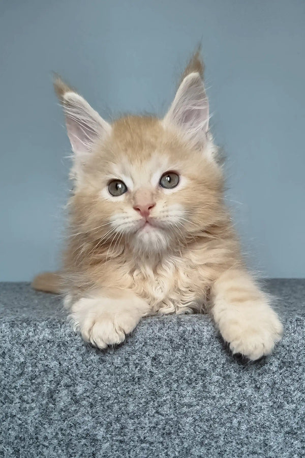 Cute fluffy ginger kitten from Faust Maine Coon Kitten collection