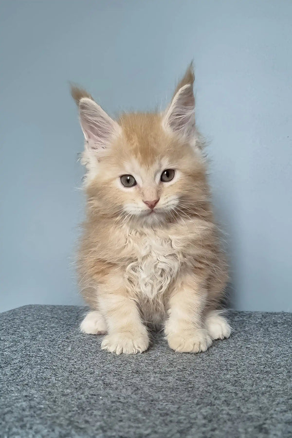 Cute fluffy light orange Maine Coon kitten from Faust product lineup