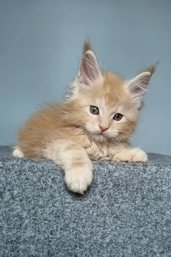 Ginger Maine Coon kitten named Faust looking playful and adorable in a cozy setting