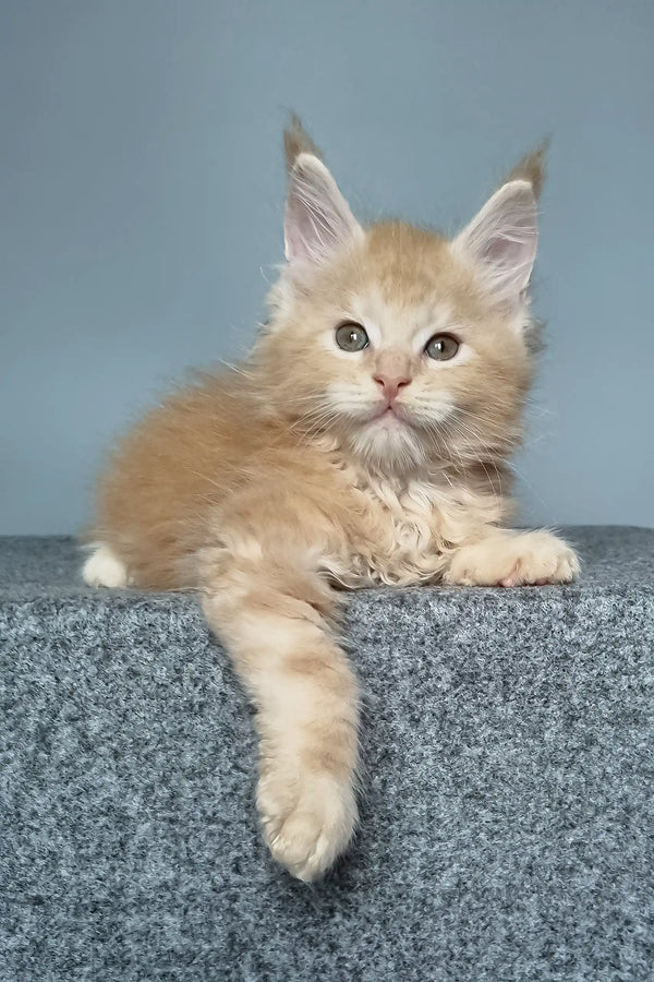 Ginger Maine Coon kitten named Faust looking adorable and playful