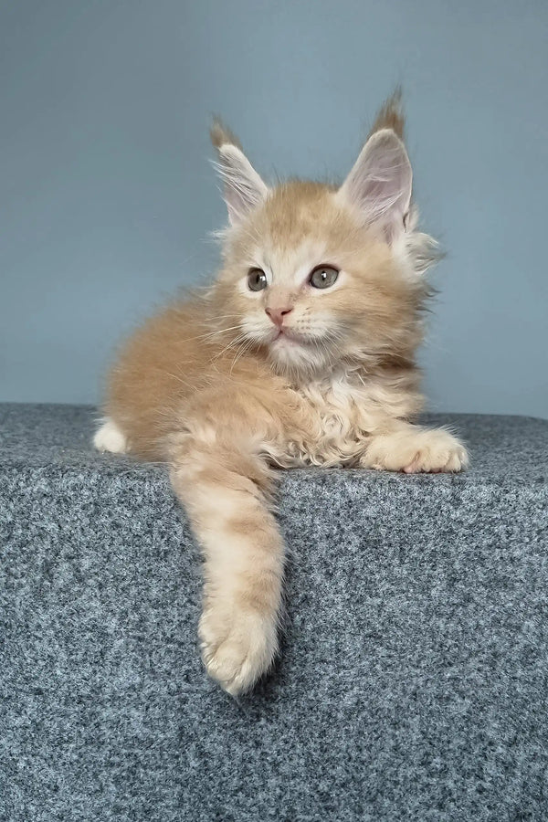 Cute ginger Maine Coon kitten from Faust Maine Coon Kitten product display