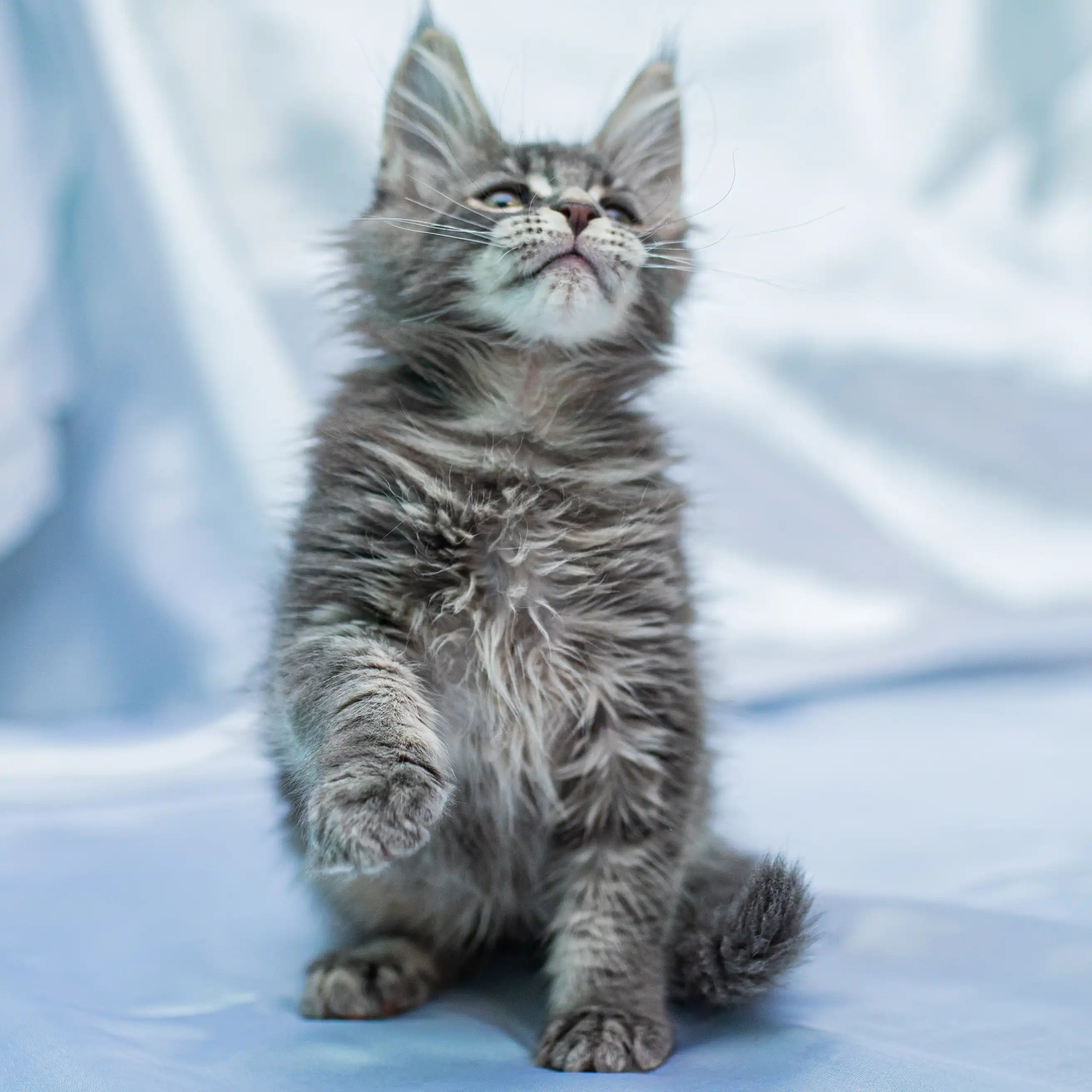 Maine Coon Kittens for Sale Faust | Kitten