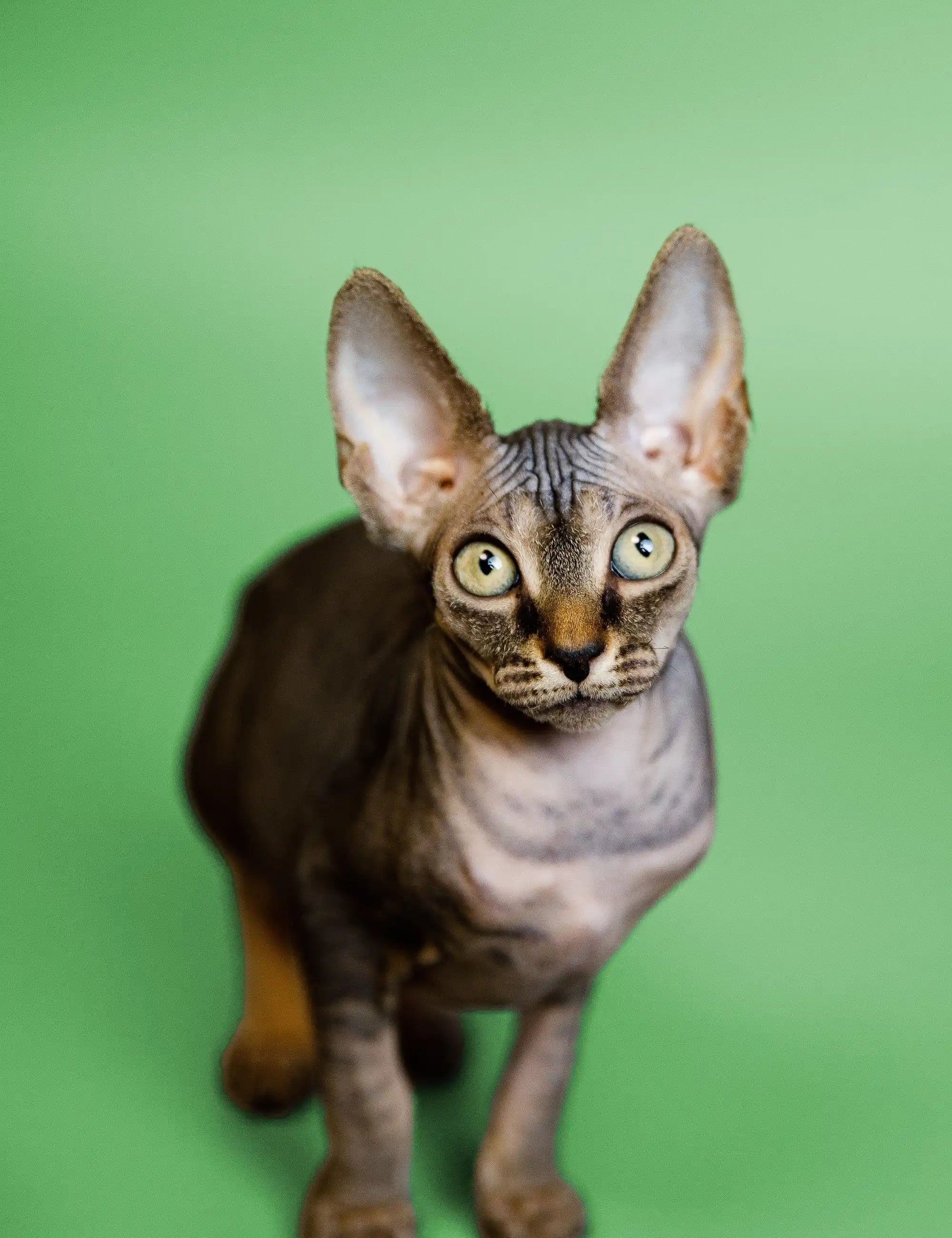 Hairless Sphynx Cats & Kittens for Sale Fay | Kitten