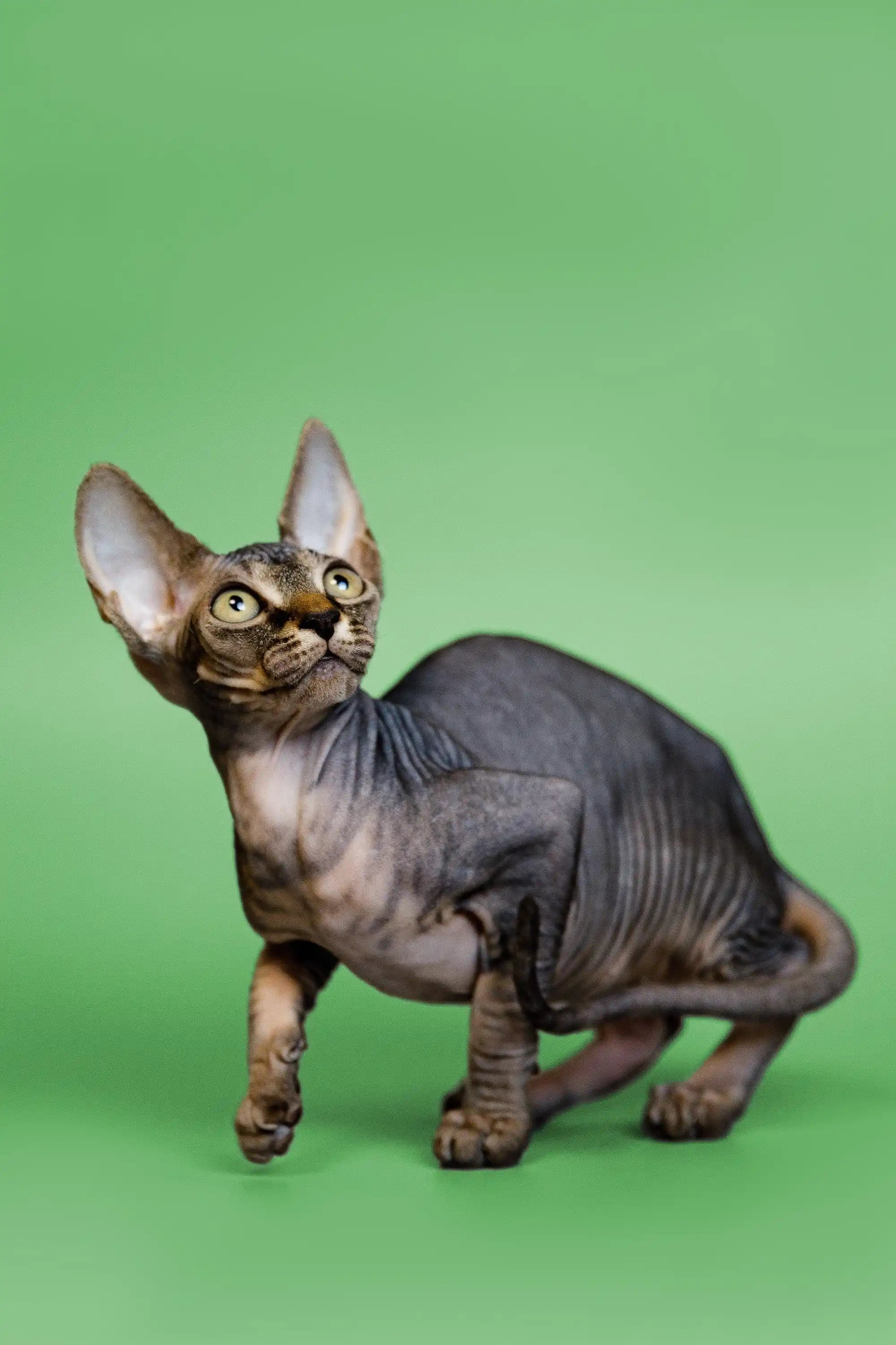 Hairless Sphynx Cats & Kittens for Sale Fay | Kitten