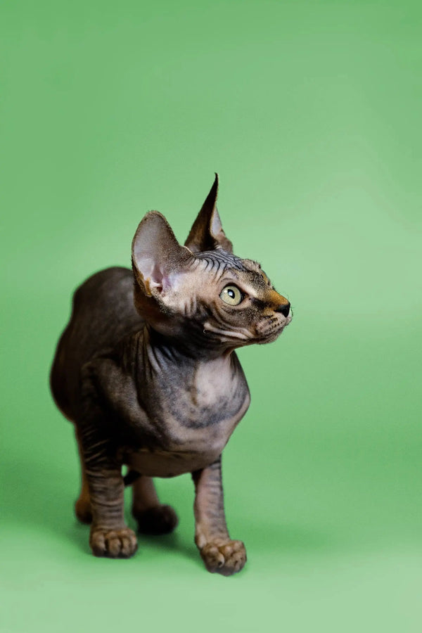 Hairless Sphynx Cats & Kittens for Sale Fay | Kitten