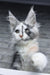 Faya | maine coon kitten