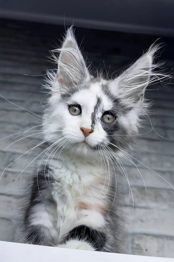 Faya | maine coon kitten