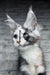 Faya | maine coon kitten