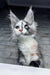 Faya | maine coon kitten