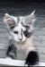 Faya | maine coon kitten