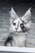 Faya | maine coon kitten