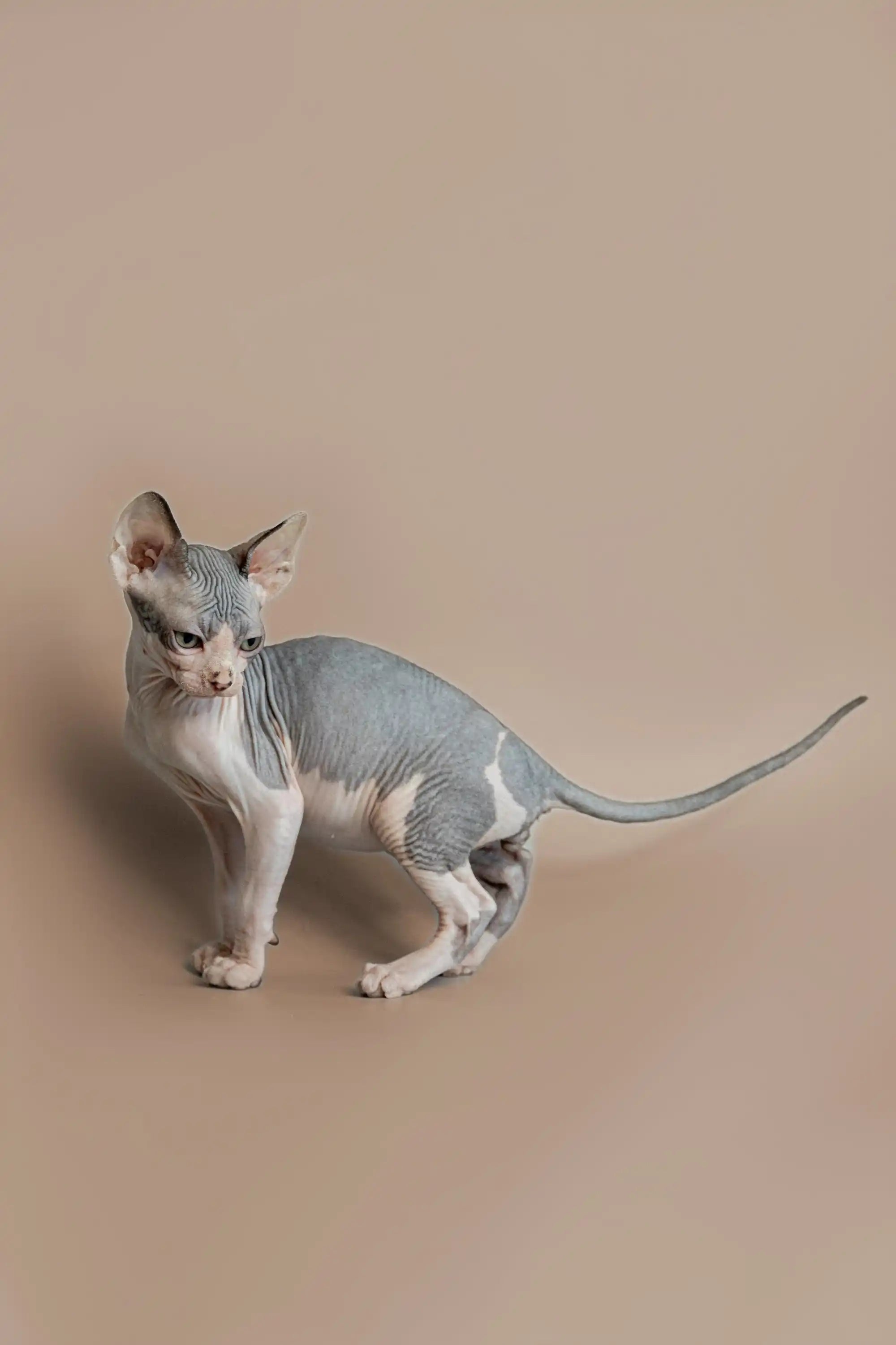 Hairless Sphynx Cats & Kittens for Sale Feast | Kitten