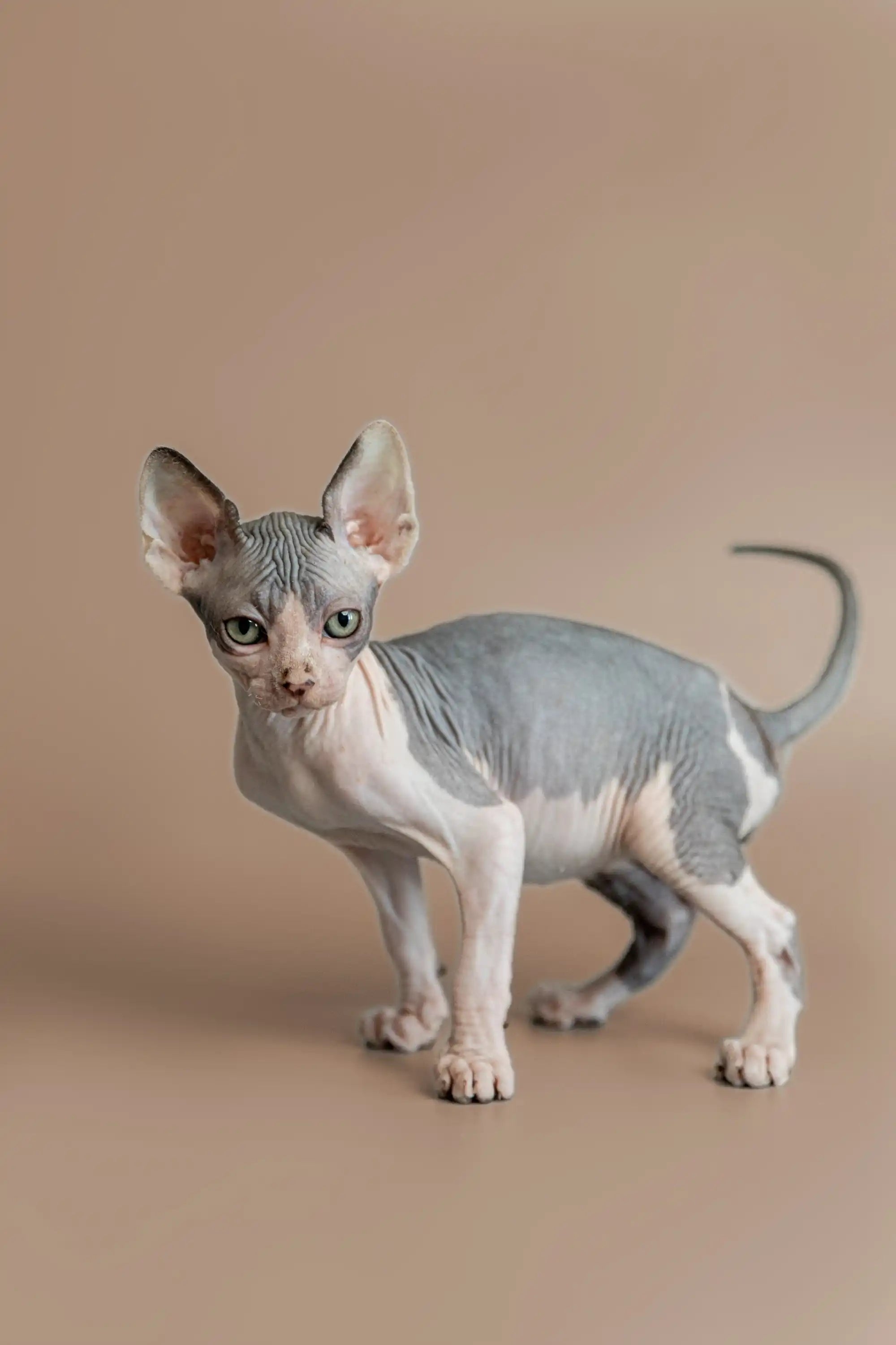 Hairless Sphynx Cats & Kittens for Sale Feast | Kitten