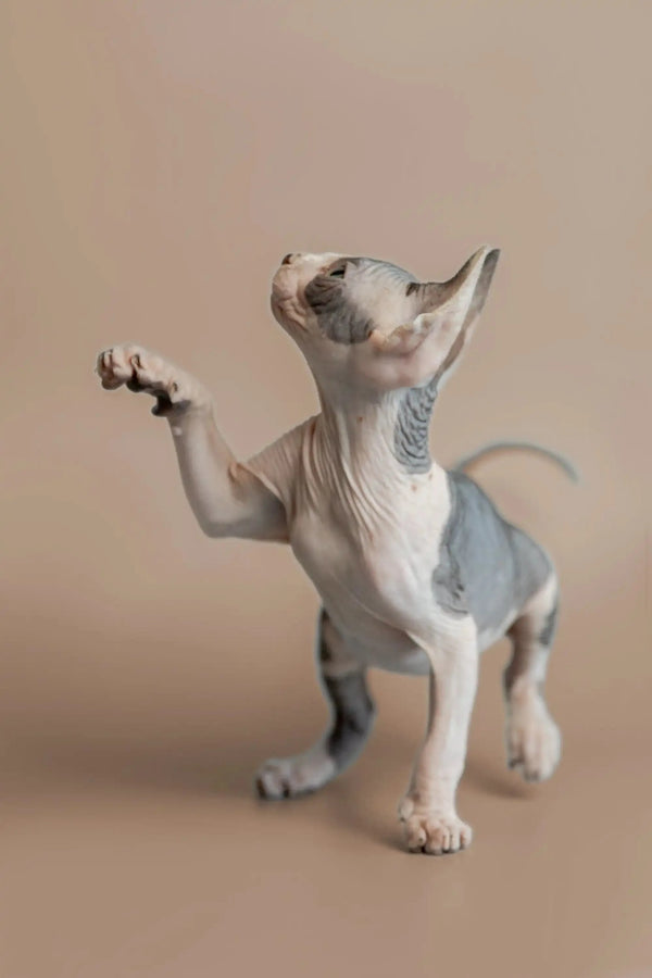 Sphynx kitten on hind legs with paw raised, perfect for the Feast product display